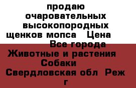продаю очаровательных высокопородных щенков мопса › Цена ­ 20 000 - Все города Животные и растения » Собаки   . Свердловская обл.,Реж г.